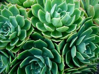 Green Plants Pretty Suculants