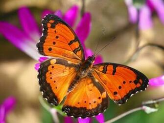 Beautiful Butterflies Wallpaper