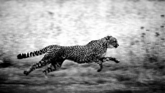 Cheetah Black And White Wallpaper Photography