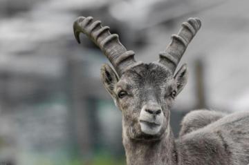 From Cute Horns In Wallpaper Wizard HD Desktop Background With