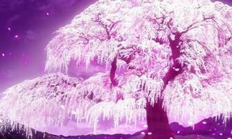 Cherry Blossom Tree Desktop Laptop Ed In