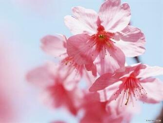 Wallpaper Of Flowers Flower
