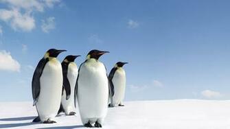 Excellence Image Of Penguin Wallpaper HD OviyaHDwallpaper
