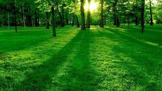 Summer Green Nature Wallpaper HD Desktop Hq