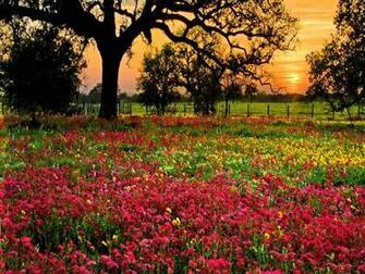Field Of Flowers Wallpaper