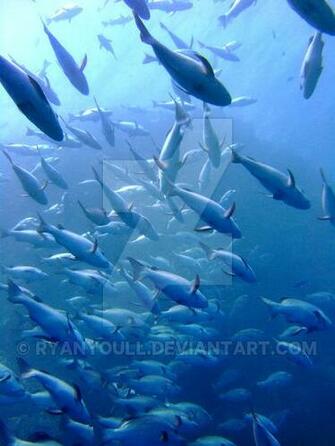 Tuna Wallpaper Imgkid The Image Kid Has It