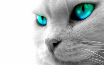 Animal Wallpaper Background For Desktop