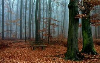 Nature Landscape Trees Wood Forest Leaves Branch Fall