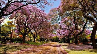 Sakura Flower Wallpaper HD Flowers