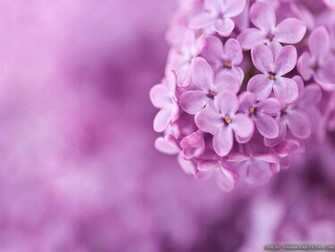 Pretty Flowers Blooming Wallpaper Pixel Popular HD