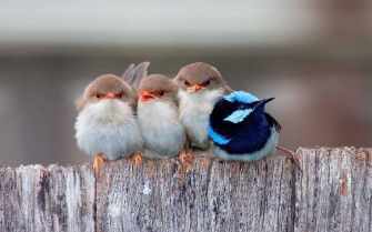 HD Birds Wallpaper