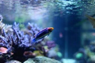 Fish Aquarium Wallpaper