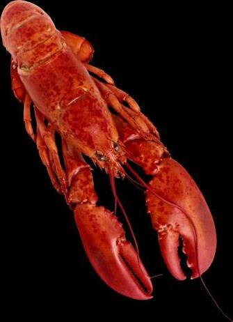 Lobster Background Png Picpng