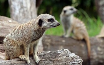 Animals Meerkat Desktop Wallpaper Nr By Striker