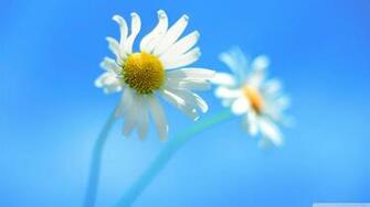 Windows Official 4k HD Desktop Wallpaper For Ultra Tv