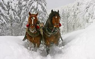 Horse Snow Sled Sledding Stock Photos Image HD Wallpaper