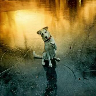 Wallpaper Dog Paw Pet Funny Playful iPad