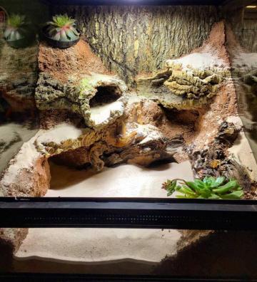 Diy Foam Background With Cave Google Search Gecko Terrarium