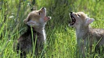 Wolf Cubs Wolves Wallpaper