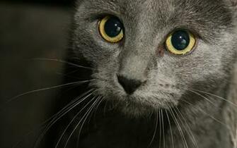 Russian Blue Cat HD Wallpaper Widescreen Desktop Background