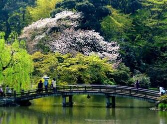 Shinjuku Gyoen Wallpaper Maniac