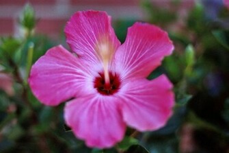 Hawaiian Flower Pictures Wallpaper