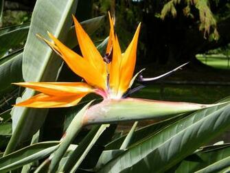 Bird Of Paradise Blooms Wallpaper HD