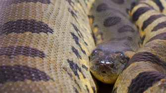 HD Anaconda Wallpaper