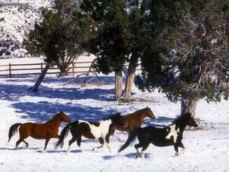 Quarter Horse