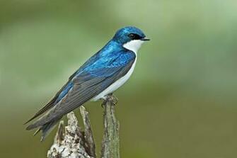 Tree Swallow Wallpaper
