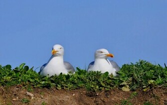 All Wallpaper Seagull Birds