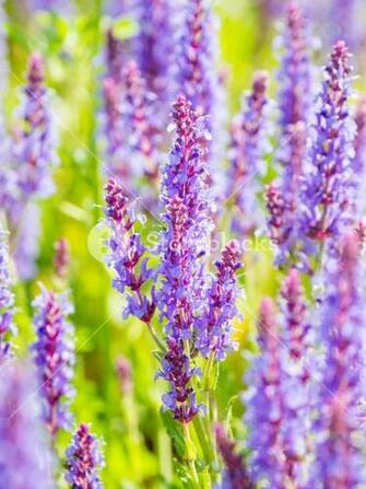 Natural Summer Background With Blooming Woodland Sage Balkan