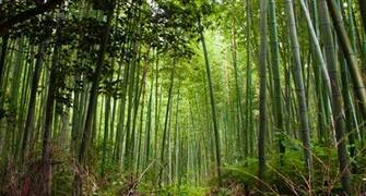 Forest Wallpaper