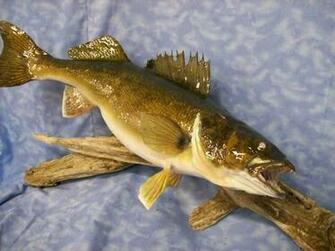 Walleye Wallpaper