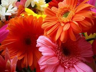 Flowers Wallpaper