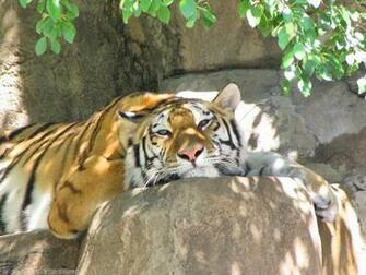 The Use Or Abuse Of Animals For Entertainment Colleen Tygh S