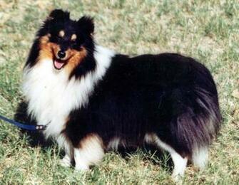 Shetland Sheepdog Dogs Photo And Wallpaper Beautiful M5x
