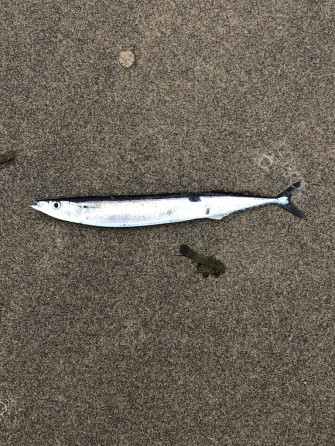 Pacific Saury From North Ocean Rockaway Beach Or Us On Wallpaper