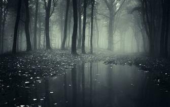Dark Forest HD Wallpaper Image