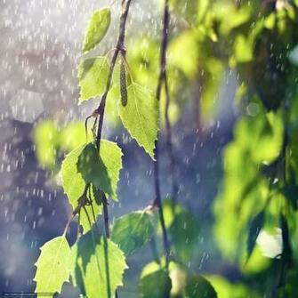Wallpaper Birch Leaves Branch Rain Desktop