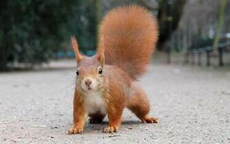 Cute Squirrels Wallpaper Squirrel
