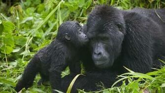 Gorilla HD Desktop Wallpaper Image Cool