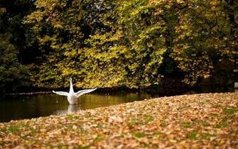 Autumn Animals Wallpaper HD Animal Of A