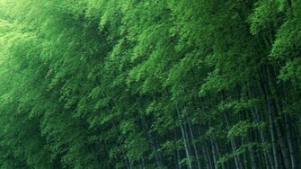 Green Bamboo Forest