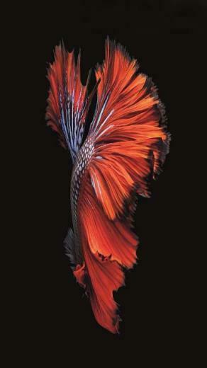 For A New Wallpaper Or Have One To Share iPhone iPad