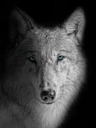 A Powerful Wolf Stands In Conjunction Of Fire And Water Wallpaper
