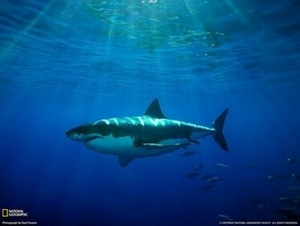 Great White Wallpaper Background Image
