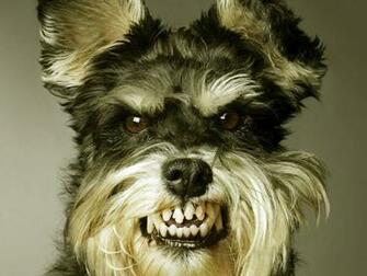 Funny Dog Wallpaper Computer S