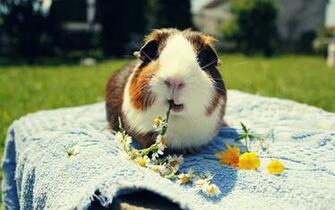 Guinea Pig Computer Wallpaper Desktop Background Id