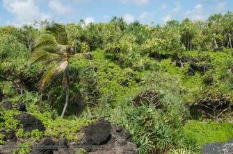 Wai Anapanapa State Park Tropical Landscape Wallpaper Click